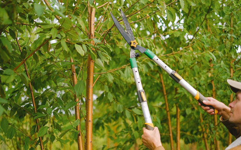 Tree trimming in Cayuga, ND