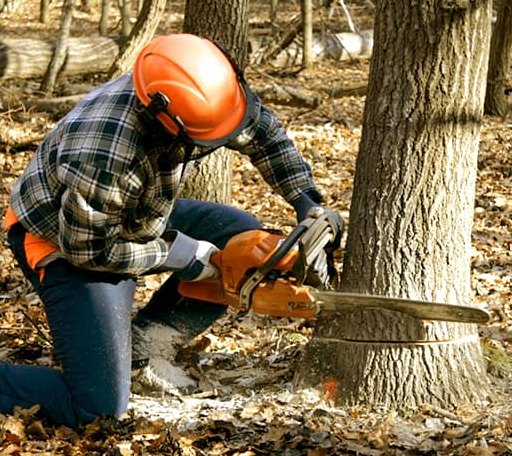 Tree Removal in Cayuga, ND